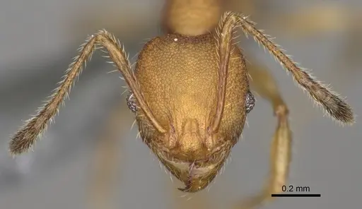 Pheidole goavana specimen CASENT0923176 image casent0923176_2