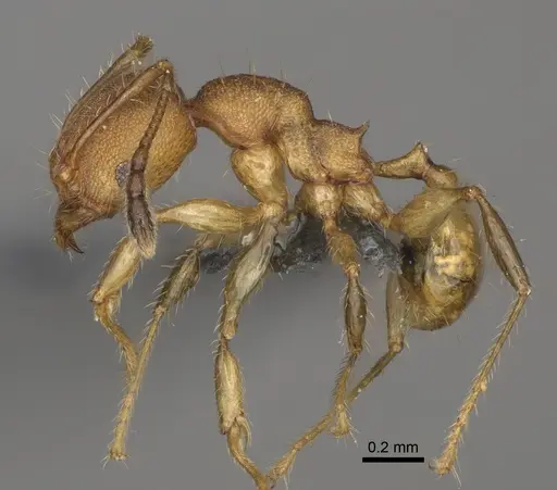 Pheidole goavana specimen CASENT0923176 image casent0923176_3