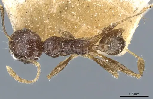 Pheidole godmani specimen CASENT0904391 image casent0904391_1