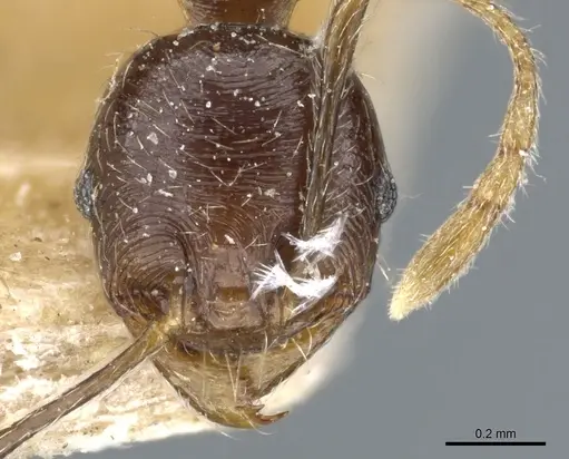 Pheidole godmani specimen CASENT0904391 image casent0904391_2