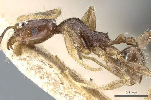 Pheidole godmani specimen CASENT0904391 image casent0904391_3