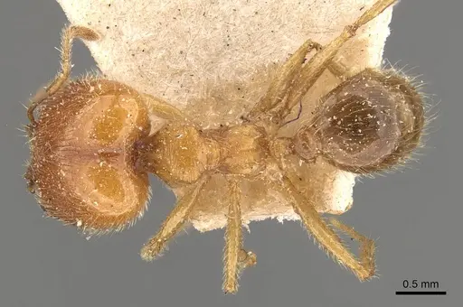 Pheidole godmani specimen CASENT0908164 image casent0908164_1