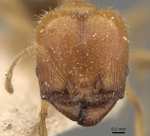 Pheidole godmani specimen CASENT0908164 image casent0908164_2
