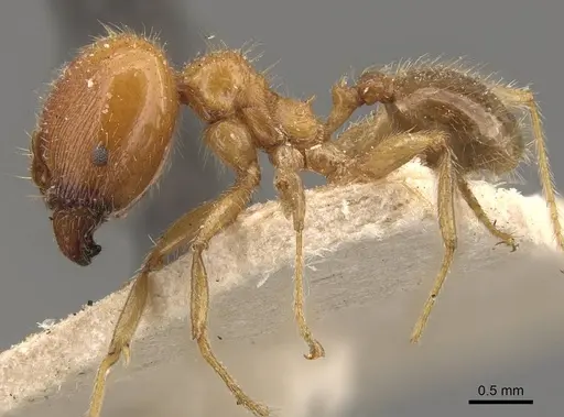 Pheidole godmani specimen CASENT0908164 image casent0908164_3