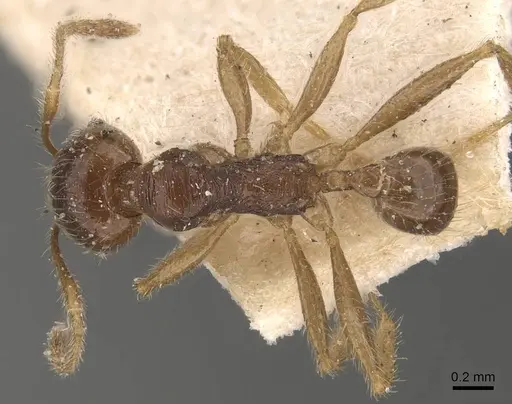 Pheidole godmani specimen CASENT0908165 image casent0908165_1