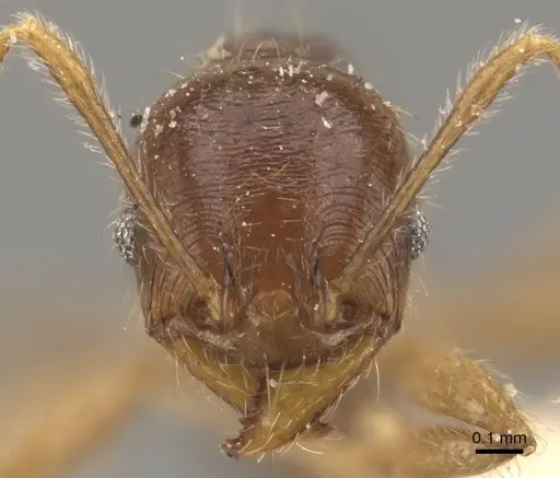 Pheidole godmani specimen CASENT0908165 image casent0908165_2