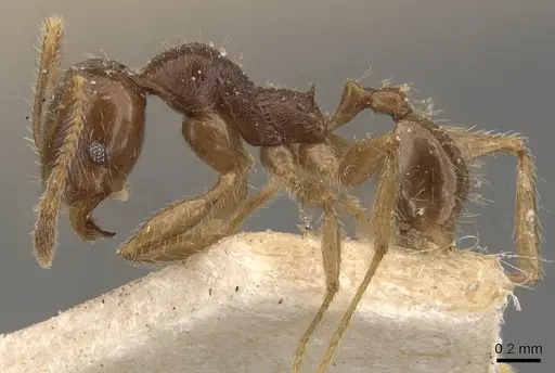 Pheidole godmani specimen CASENT0908165 image casent0908165_3