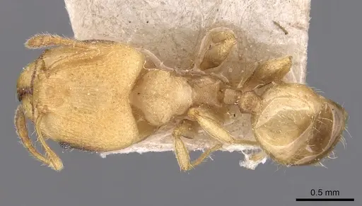 Pheidole goeldii specimen CASENT0904418 image casent0904418_1