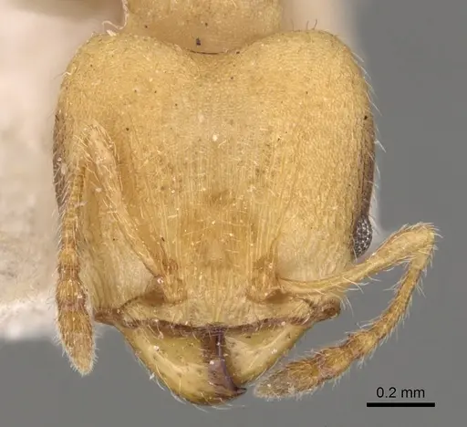 Pheidole goeldii specimen CASENT0904418 image casent0904418_2