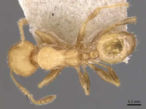 Pheidole goeldii specimen CASENT0904419 image casent0904419_1