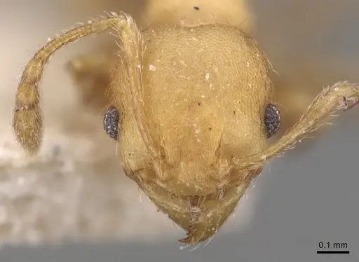 Pheidole goeldii specimen CASENT0904419 image casent0904419_2