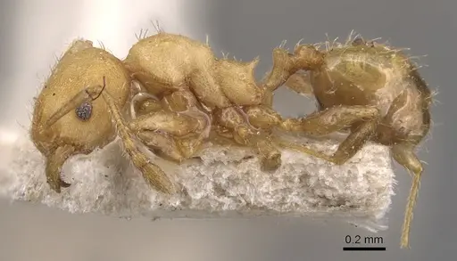 Pheidole goeldii specimen CASENT0904419 image casent0904419_3