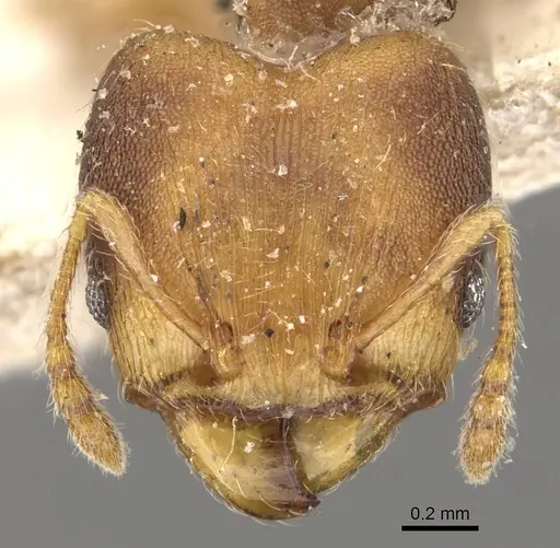 Pheidole goeldii specimen CASENT0908283 image casent0908283_2