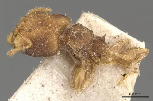 Pheidole goeldii specimen CASENT0908283 image casent0908283_3