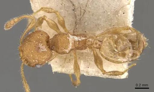 Pheidole goeldii specimen CASENT0908284 image casent0908284_1