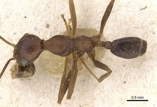 Pheidole gouldi specimen CASENT0281751 image casent0281751_1