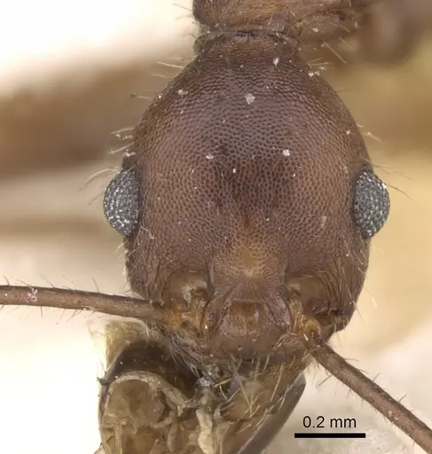 Pheidole gouldi specimen CASENT0281751 image casent0281751_2