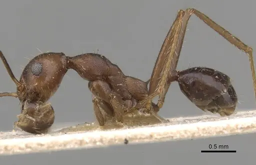Pheidole gouldi specimen CASENT0281751 image casent0281751_3