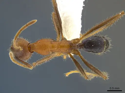 Pheidole gouldi specimen CASENT0612766 image casent0612766_1