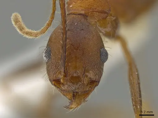Pheidole gouldi specimen CASENT0612766 image casent0612766_2