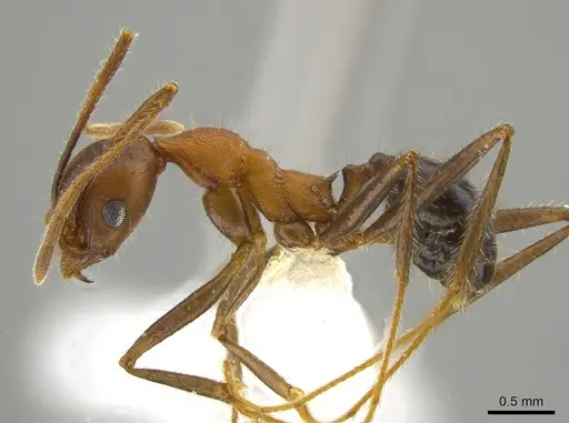 Pheidole gouldi specimen CASENT0612766 image casent0612766_3