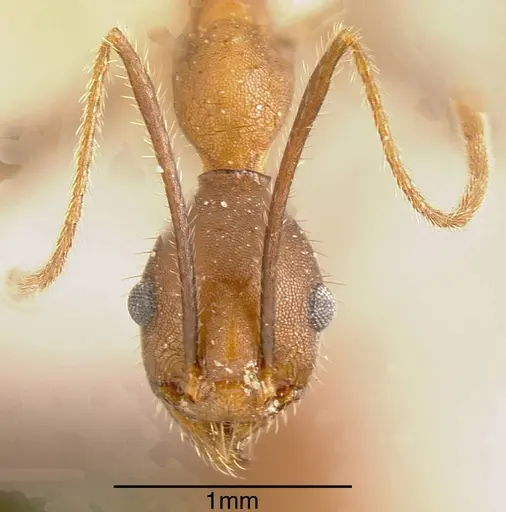 Pheidole gouldi specimen CASENT0635469 image casent0635469_1