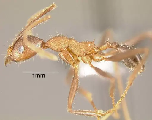 Pheidole gouldi specimen CASENT0635469 image casent0635469_2