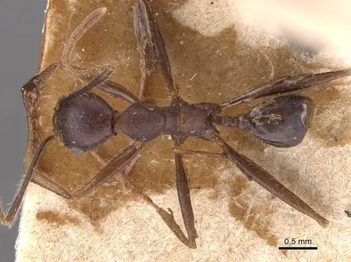 Pheidole gouldi specimen CASENT0905770 image casent0905770_1