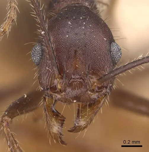 Pheidole gouldi specimen CASENT0905770 image casent0905770_2