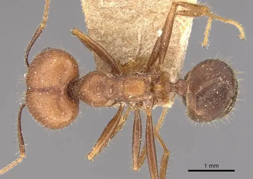 Pheidole gouldi specimen CASENT0908097 image casent0908097_1