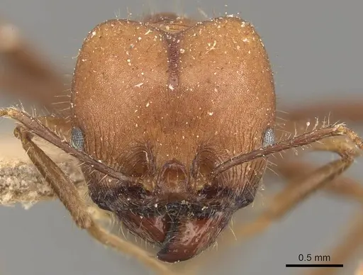 Pheidole gouldi specimen CASENT0908097 image casent0908097_2