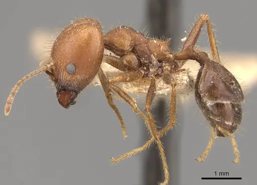 Pheidole gouldi specimen CASENT0908097 image casent0908097_3