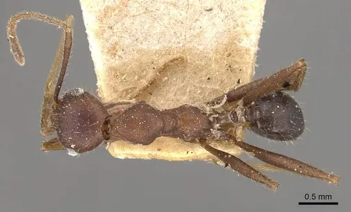 Pheidole gouldi specimen CASENT0908098 image casent0908098_1