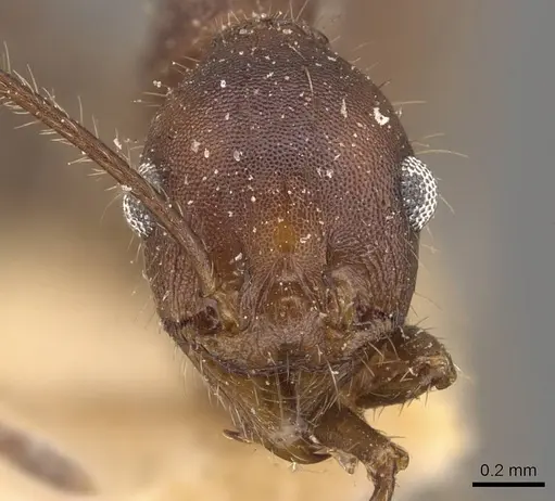Pheidole gouldi specimen CASENT0908098 image casent0908098_2