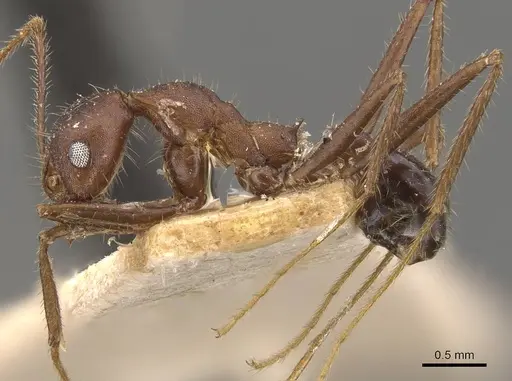 Pheidole gouldi specimen CASENT0908098 image casent0908098_3