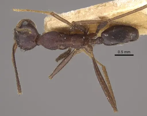 Pheidole gouldi specimen CASENT0917773 image casent0917773_1