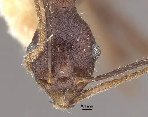 Pheidole gouldi specimen CASENT0917773 image casent0917773_2