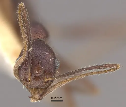 Pheidole gouldi specimen CASENT0917773 image casent0917773_3