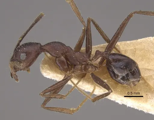 Pheidole gouldi specimen CASENT0917773 image casent0917773_4