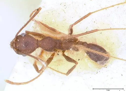 Pheidole gouldi specimen FOCOL0628-1 image focol0628-1_1