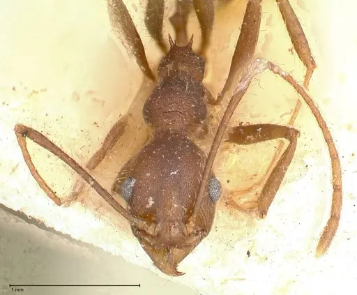 Pheidole gouldi specimen FOCOL0628-1 image focol0628-1_2