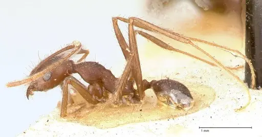 Pheidole gouldi specimen FOCOL0628-1 image focol0628-1_3
