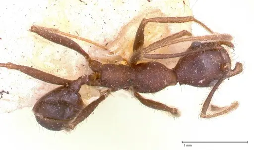 Pheidole gouldi specimen FOCOL0628-2 image focol0628-2_1