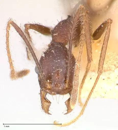 Pheidole gouldi specimen FOCOL0628-2 image focol0628-2_2