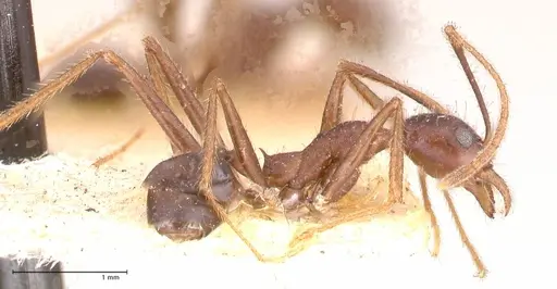 Pheidole gouldi specimen FOCOL0628-2 image focol0628-2_3