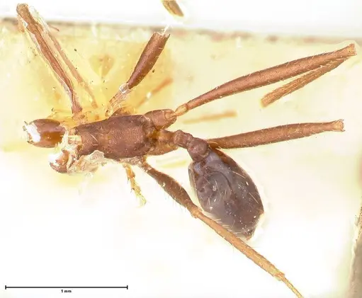 Pheidole gouldi specimen FOCOL0629 image focol0629_1