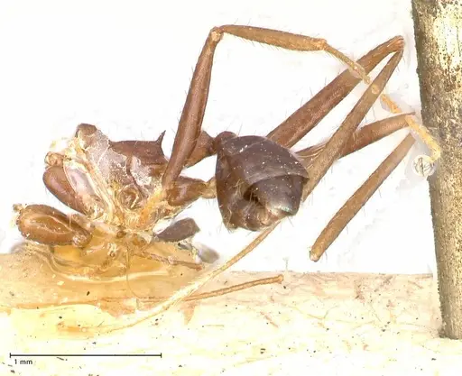 Pheidole gouldi specimen FOCOL0629 image focol0629_2