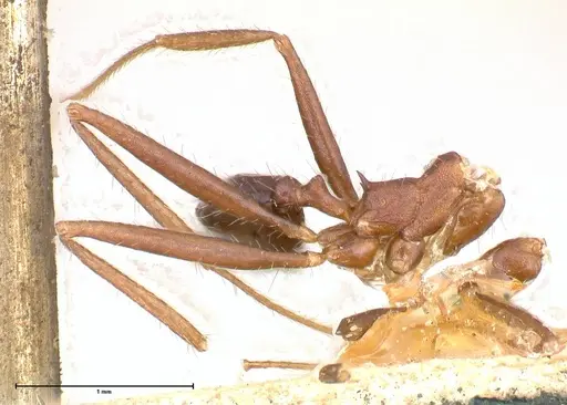 Pheidole gouldi specimen FOCOL0629 image focol0629_3