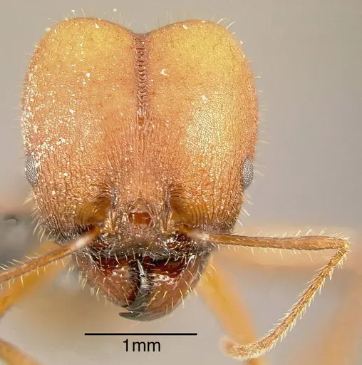Pheidole gouldi specimen INBIOCRI002279354 image inbiocri002279354_1
