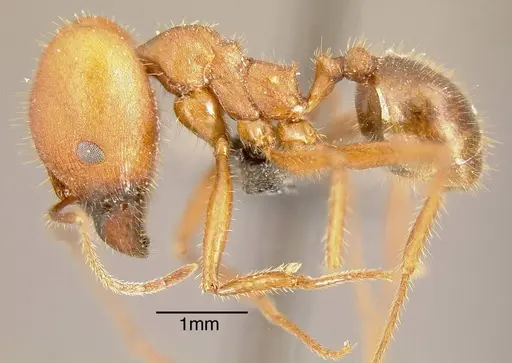 Pheidole gouldi specimen INBIOCRI002279354 image inbiocri002279354_2